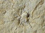 Saccocoma tenella (GOLDFUSS 1831) - Bild © FossNet FossilienStore